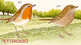 pettirosso