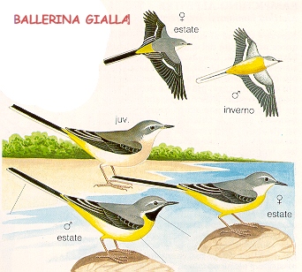 Ballerina gialla