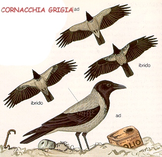 Cornacchia grigia