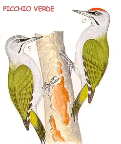 Picchio verde